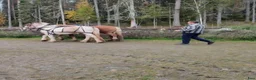 Allround hästar till salu: Gypsy Cob selges! - Annons 10