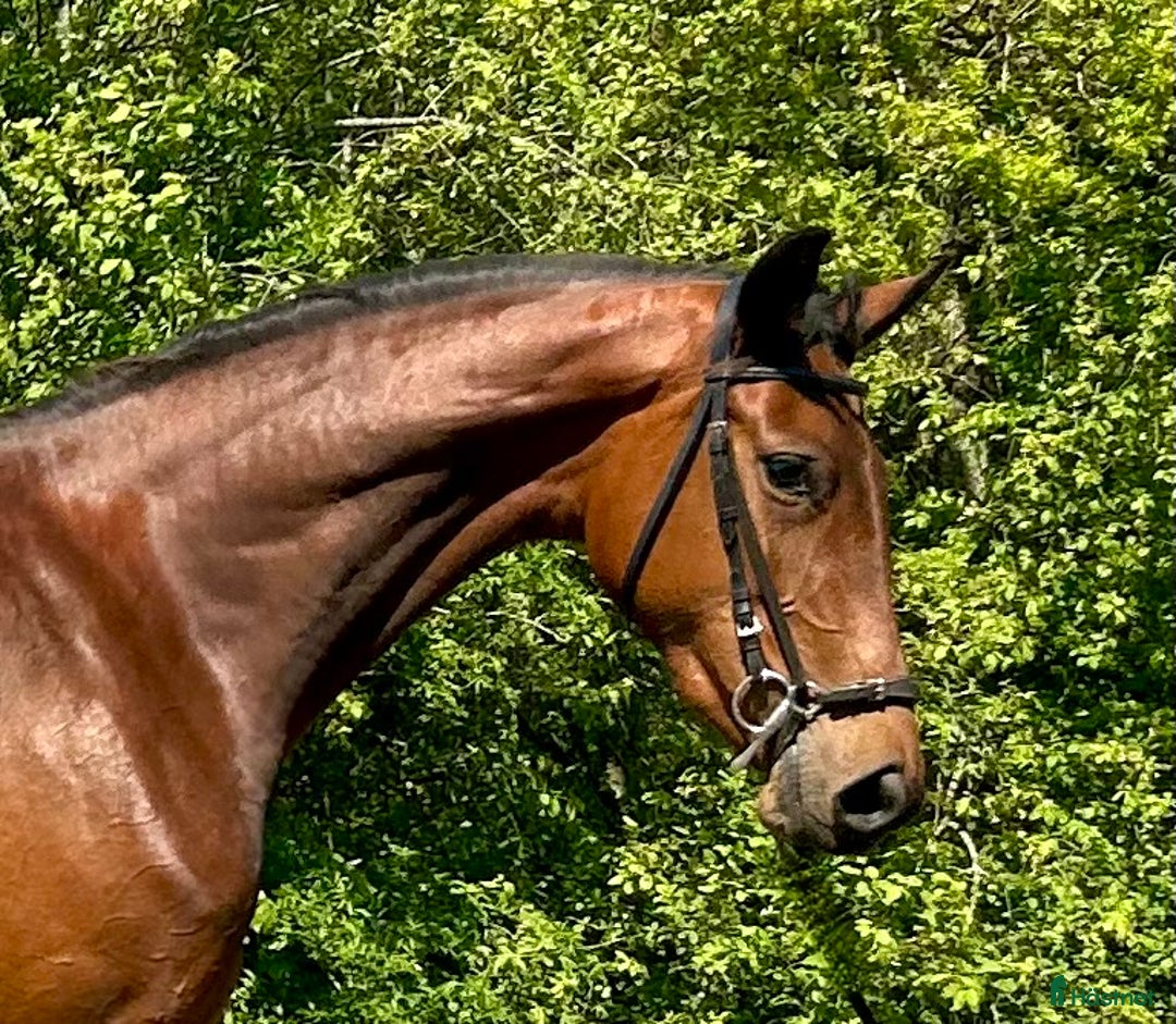 Allround hästar till salu: Flott unghäst med mycket potential i Hörby - Annons 2