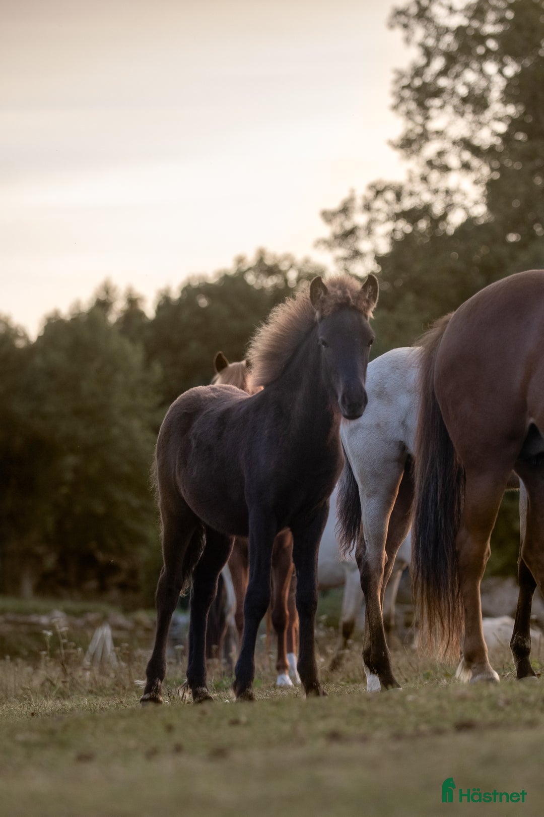 Island hästar till salu: Stor unghingst med gyllene hjärta och potential i Tranås - Annons 15