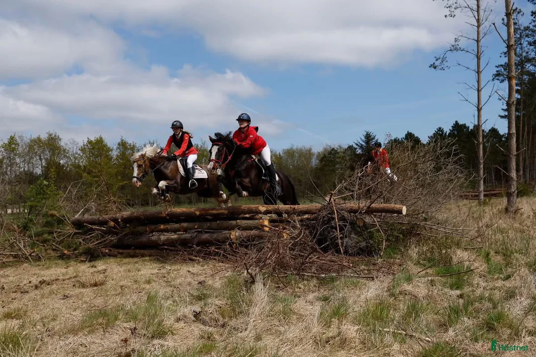 Hoppning hästar till salu: Stjernepony  - Annons 7