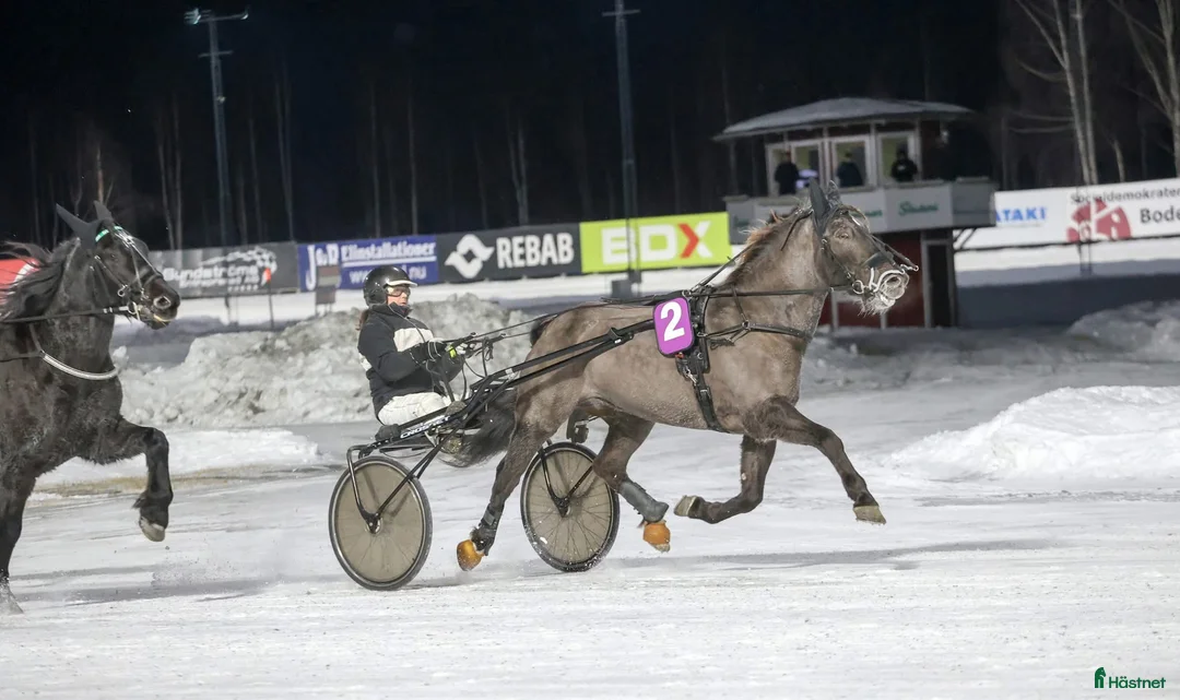 Trav hästar till salu: Starthäst - Annons 1