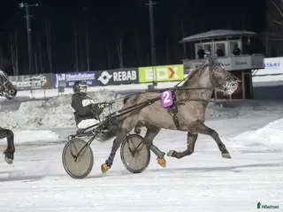 hästar Starthäst - Annons 17