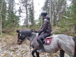 hästar Söker ponny/häst i Lövånger - Annons 1