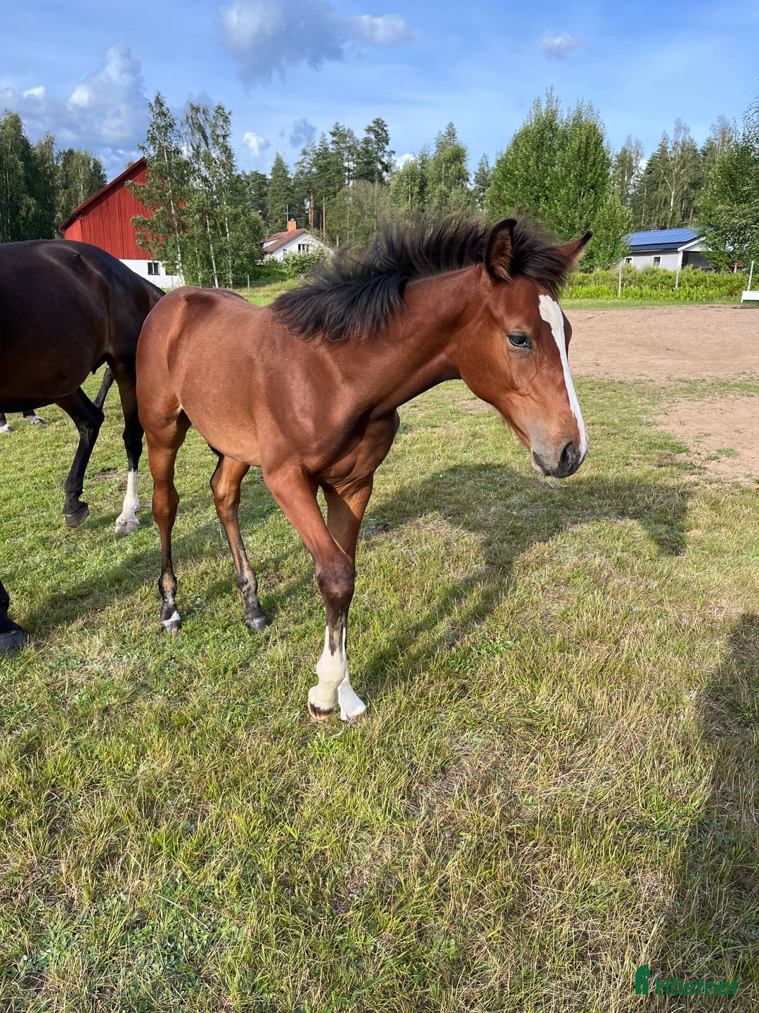 Hoppning hästar till salu: Fantastiskt föl i Årsunda - Annons 3