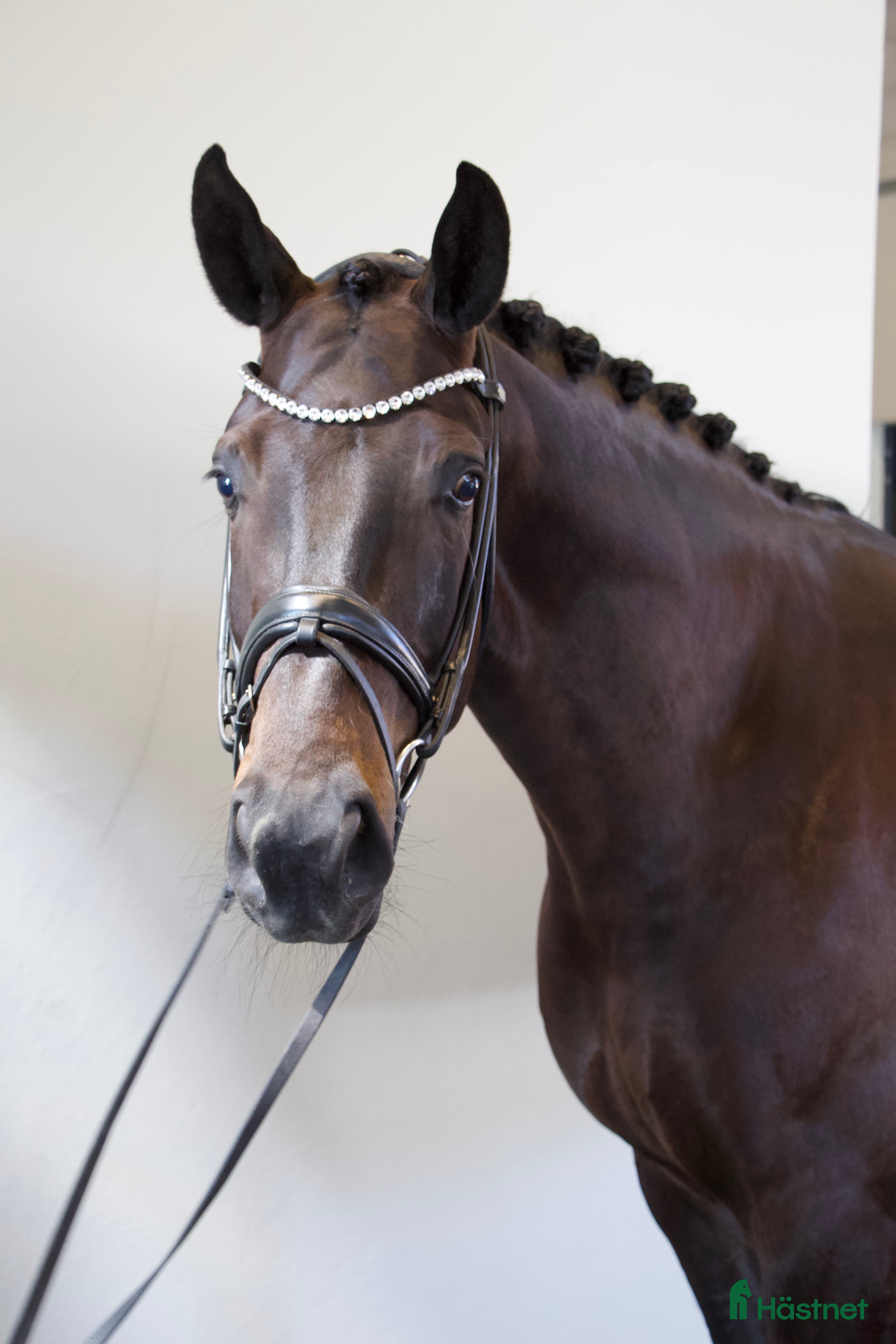  hästar Vacker långbent dressyrvalack - Annons 1