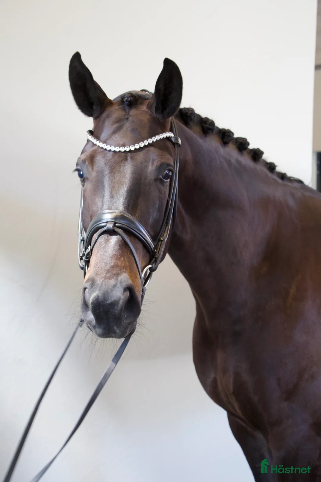 Dressyr hästar till salu: Vacker långbent dressyrvalack i Täby - Annons 1