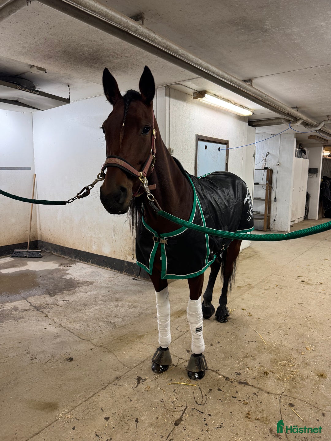 Trav hästar till salu: Starthäst med kapacitet  i Vänersborg - Annons 2