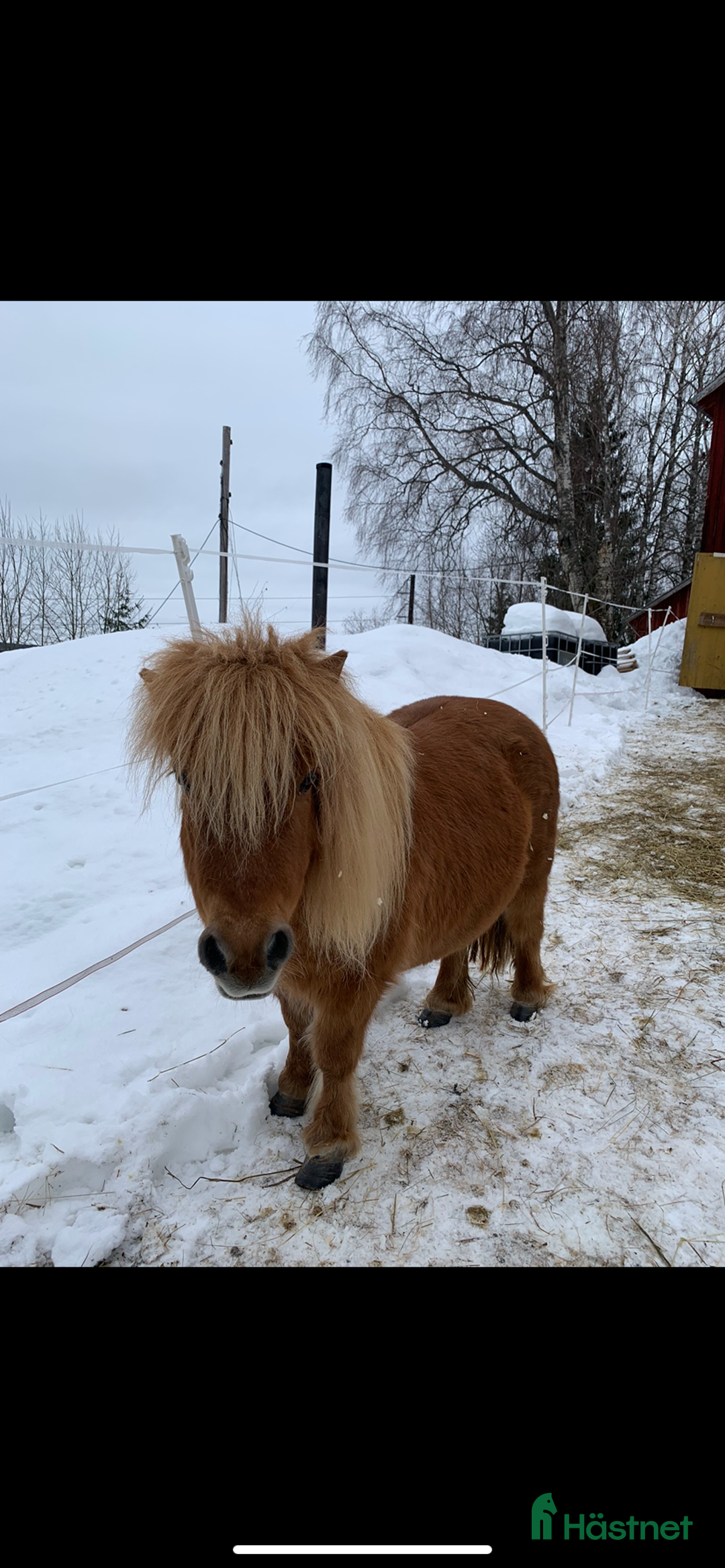 Western hästar till salu: shetlandsponny i Ramsele - Annons 1