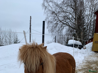 hästar shetlandsponny i Ramsele - Annons 1