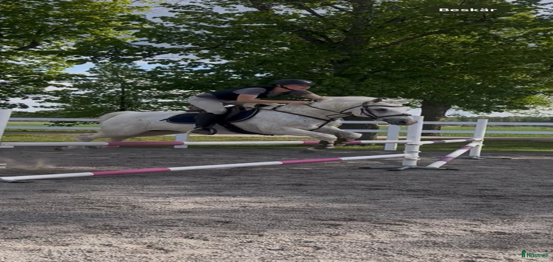 Galleribild {{count}}