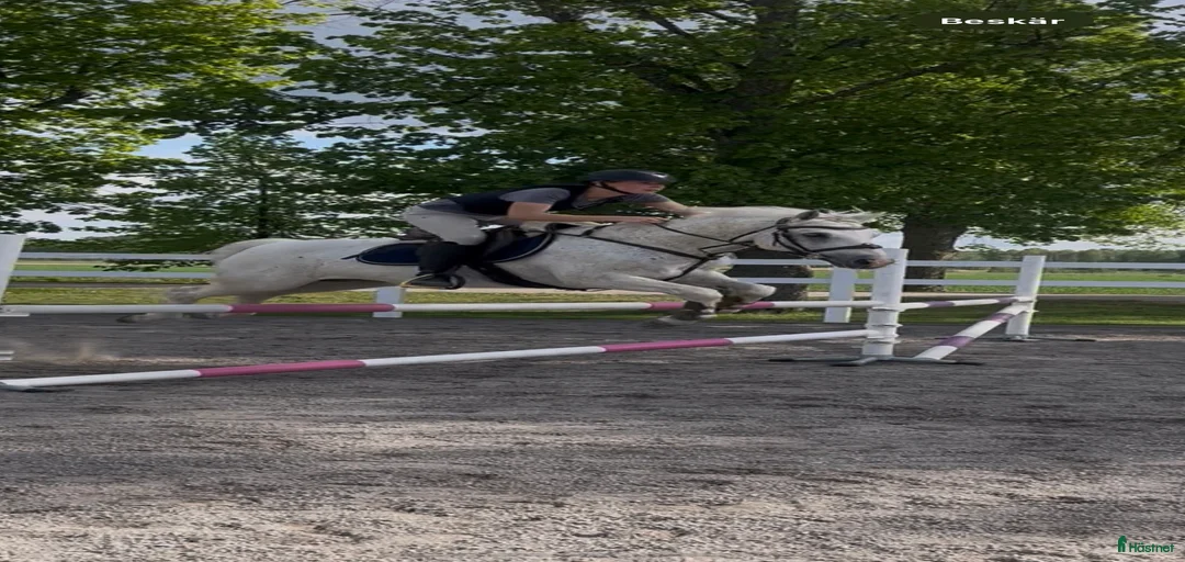 Galleribild {{count}}