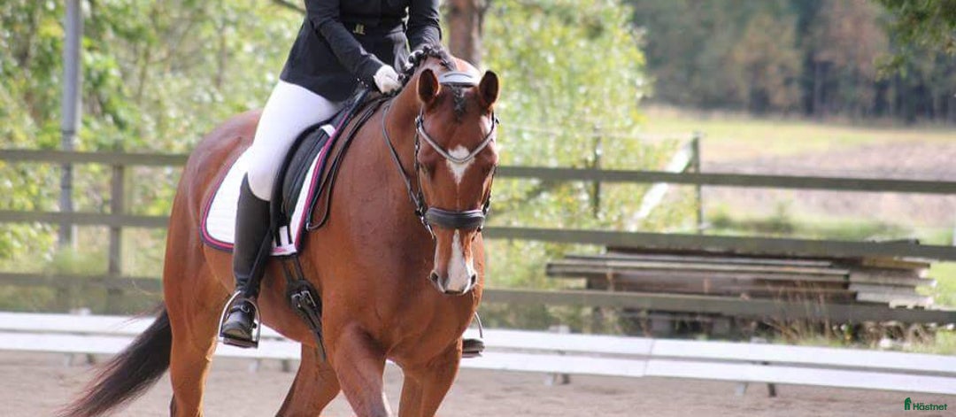 Dressyr hästar till salu: Välutbildad valack  i Varnhem - Annons 3