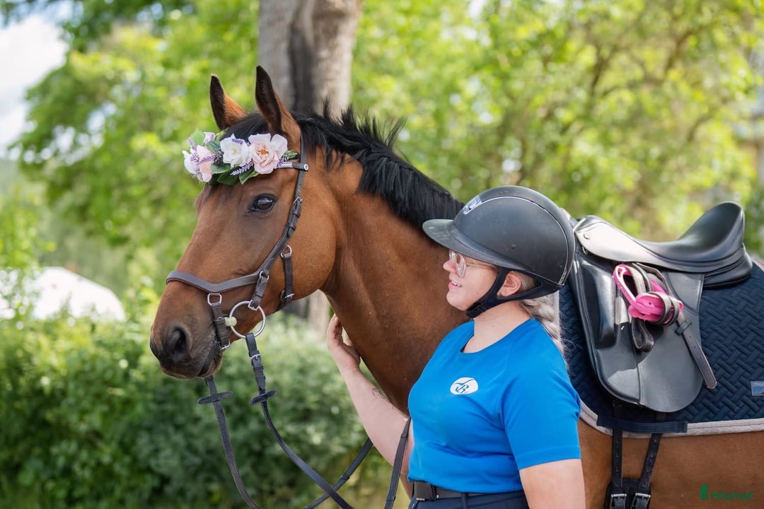 Allround hästar till salu: ✨Vacker och positiv fullblodsvalack säljes✨ i Söderbärke - Annons 2