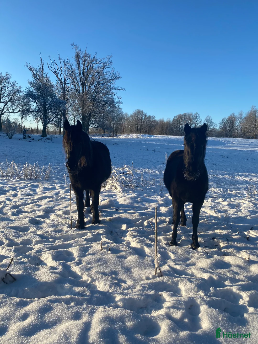 Allround hästar till salu: Två underbara ston säljes tillsammans i Ätran - Annons 14
