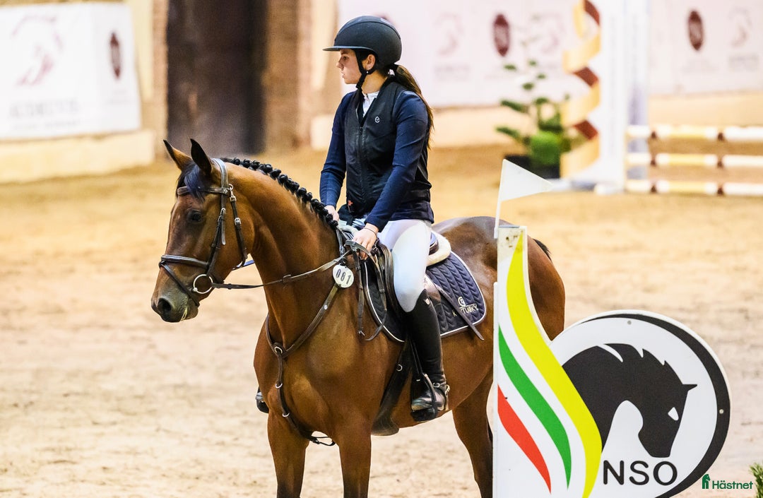 Hoppning hästar till salu: Fearless mare for showjumping! i Ekerö - Annons 1