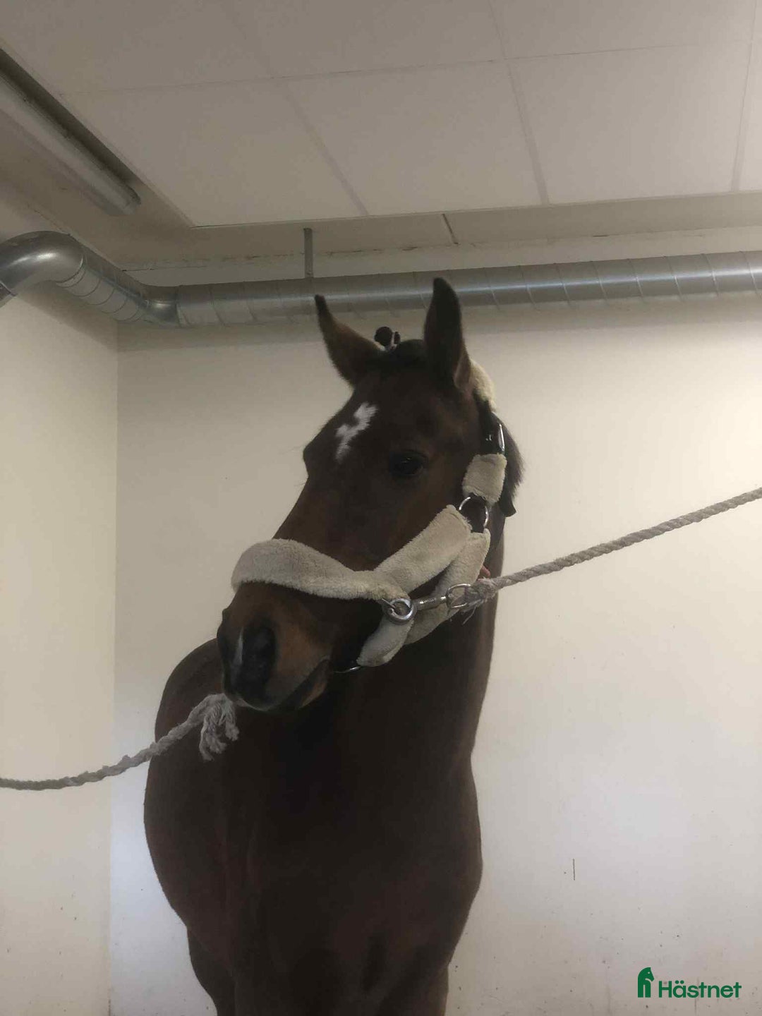 Dressyr hästar till salu: Blivande dressyrponny! i Härnösand - Annons 2