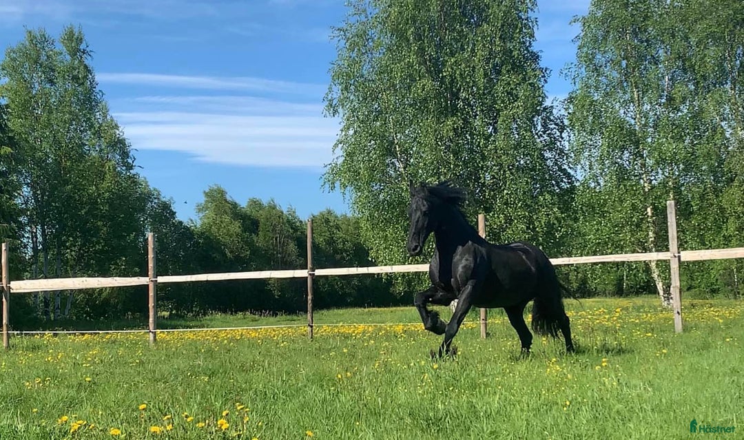 Allround hästar till salu: ***Reserverad*** Maffig & kraftfull frieservalack  i Luleå - Bild 5