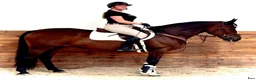 Allround hästar till salu: Luna – Kind & Versatile Mare | Great Jumper! 10yo - Annons 4