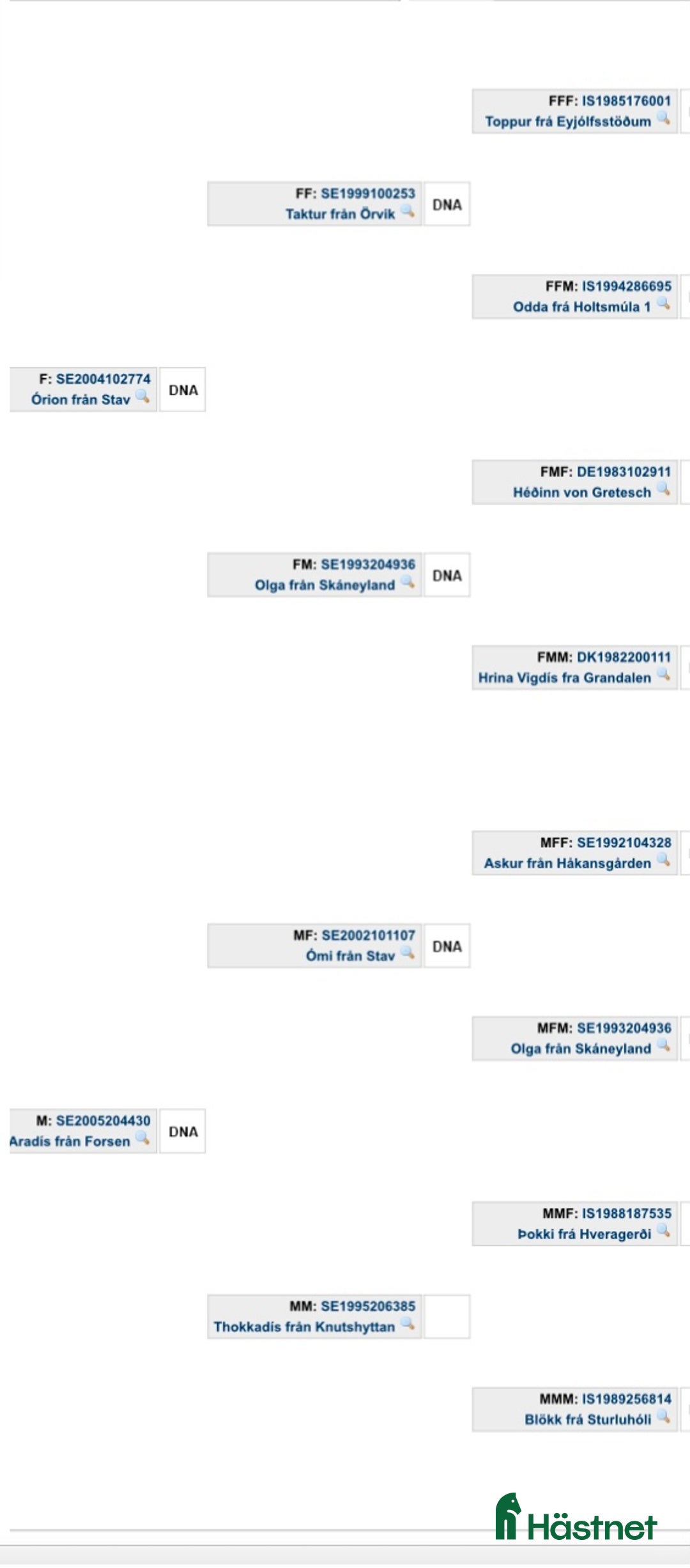 Island hästar till salu: Vacker hingst  i Skinnskatteberg - Annons 8
