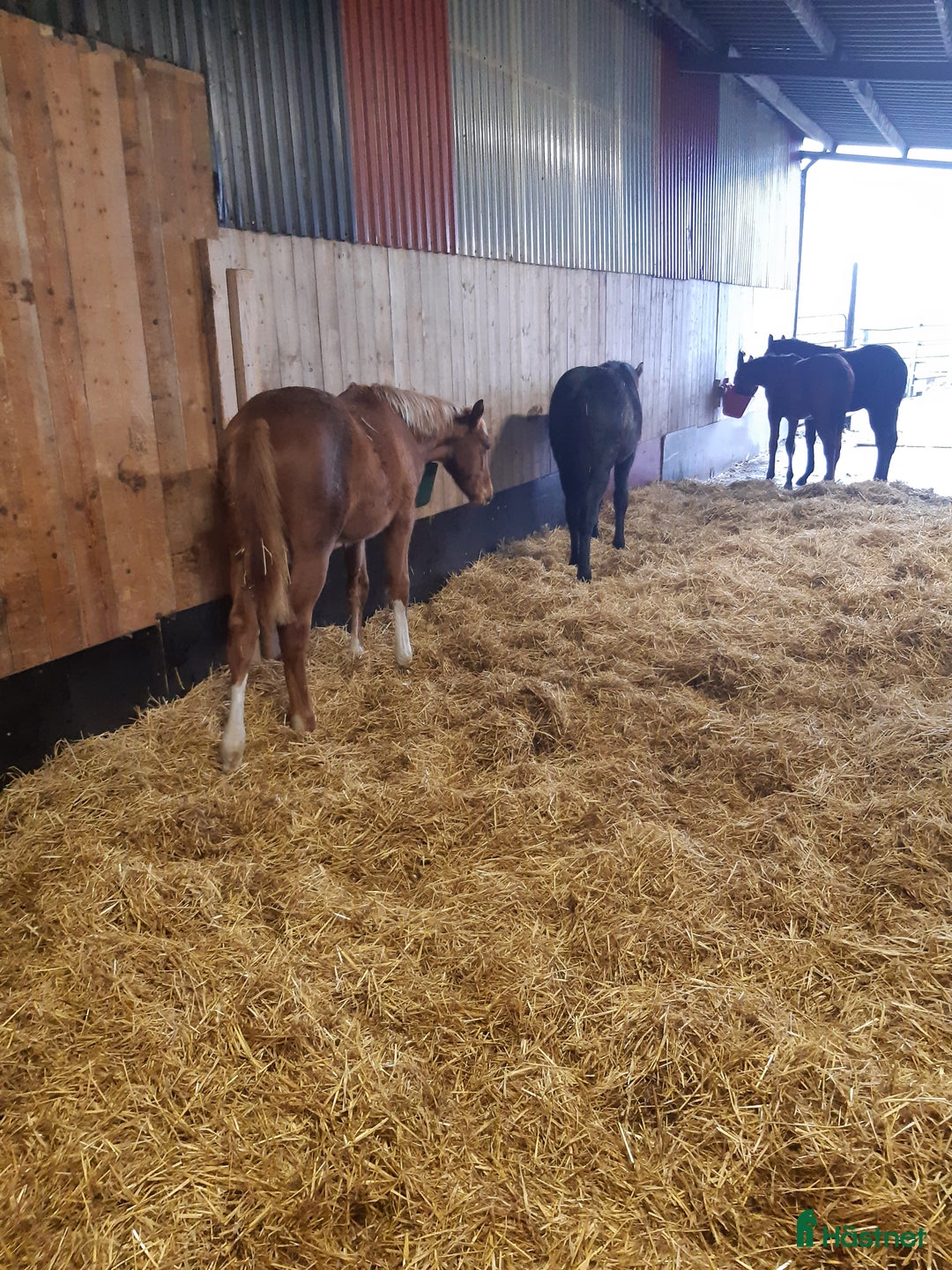  stallplats finnes: Lösdrift  i Sjöbo - Bild 5