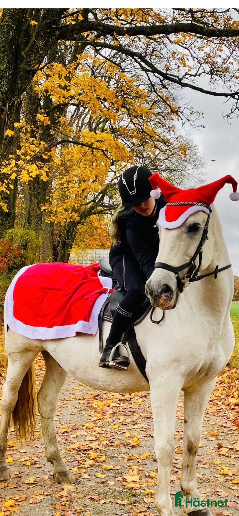 Övrig Hästutrustning hästutrustning till salu: Julset till storhäst  i Olofström - Annons 21