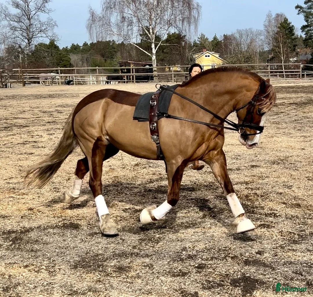 Dressyr hästar till salu: Vacker dressyrponny  i Färentuna - Annons 4