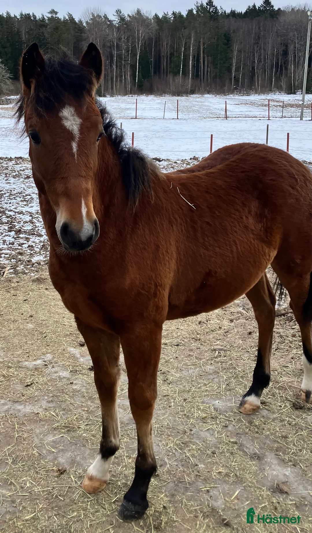 Allround hästar till salu: Charmig blivande D-ponny i Kristinehamn - Annons 3