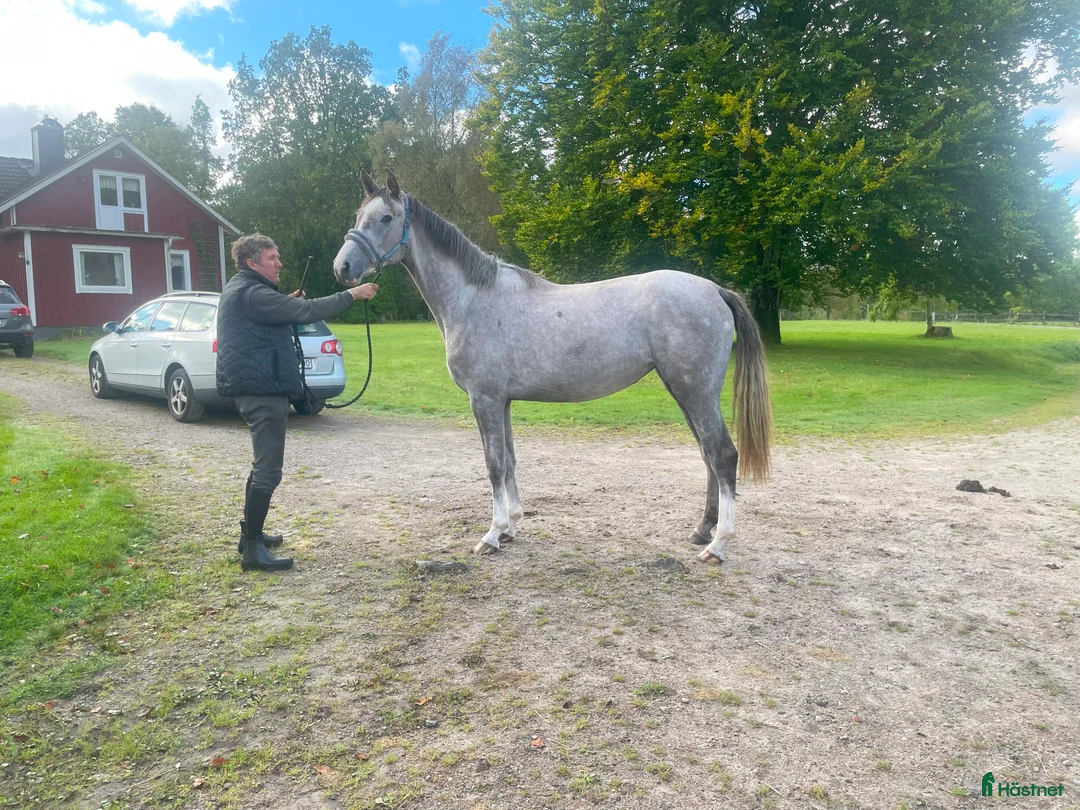 Hoppning hästar till salu: Lovande 2-åringar i Ljungby - Annons 1