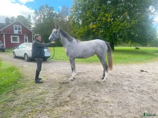 hästar Lovande 2-åringar i Ljungby - Annons 3