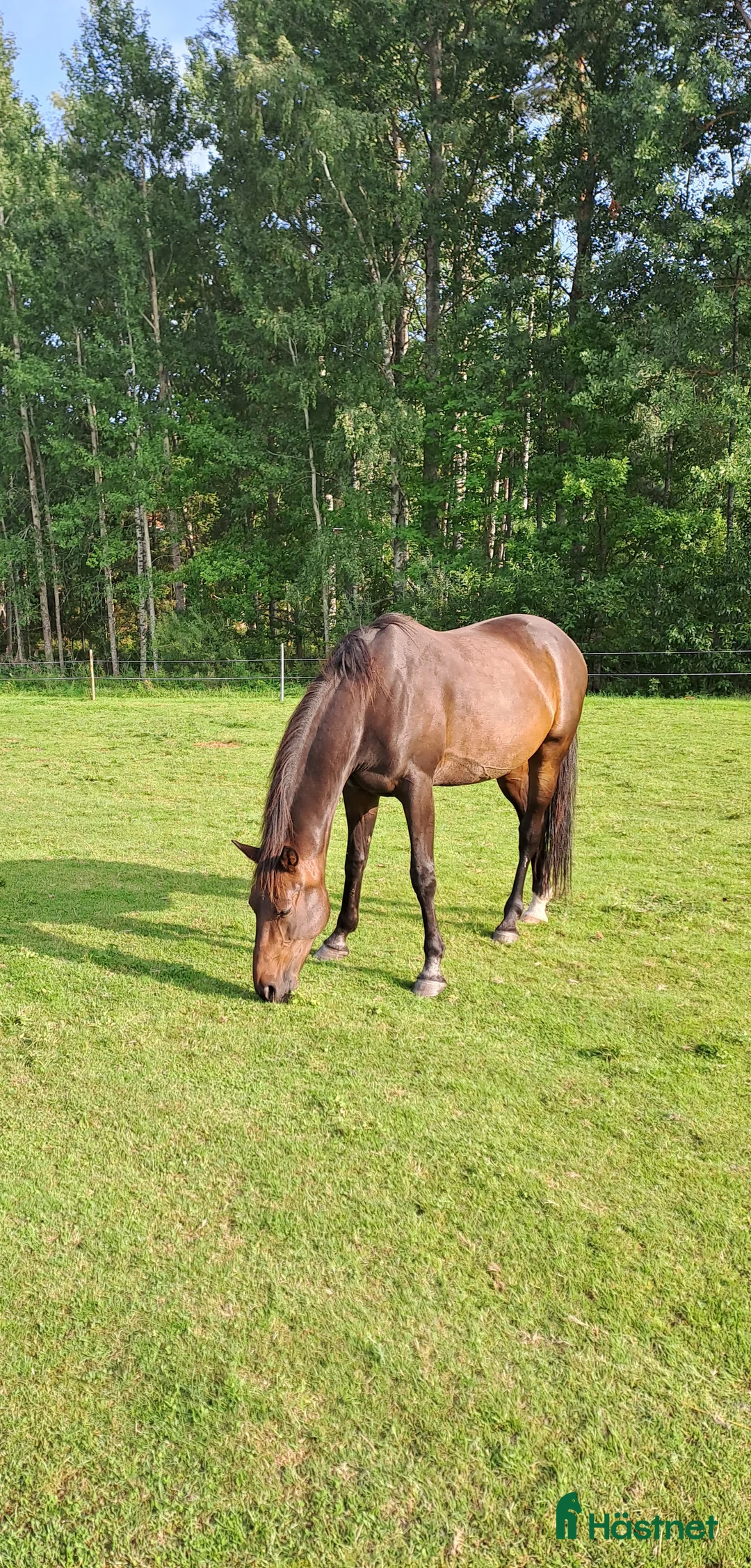 Sadlar hästutrustning till salu: Fin Sadel - Annons 6
