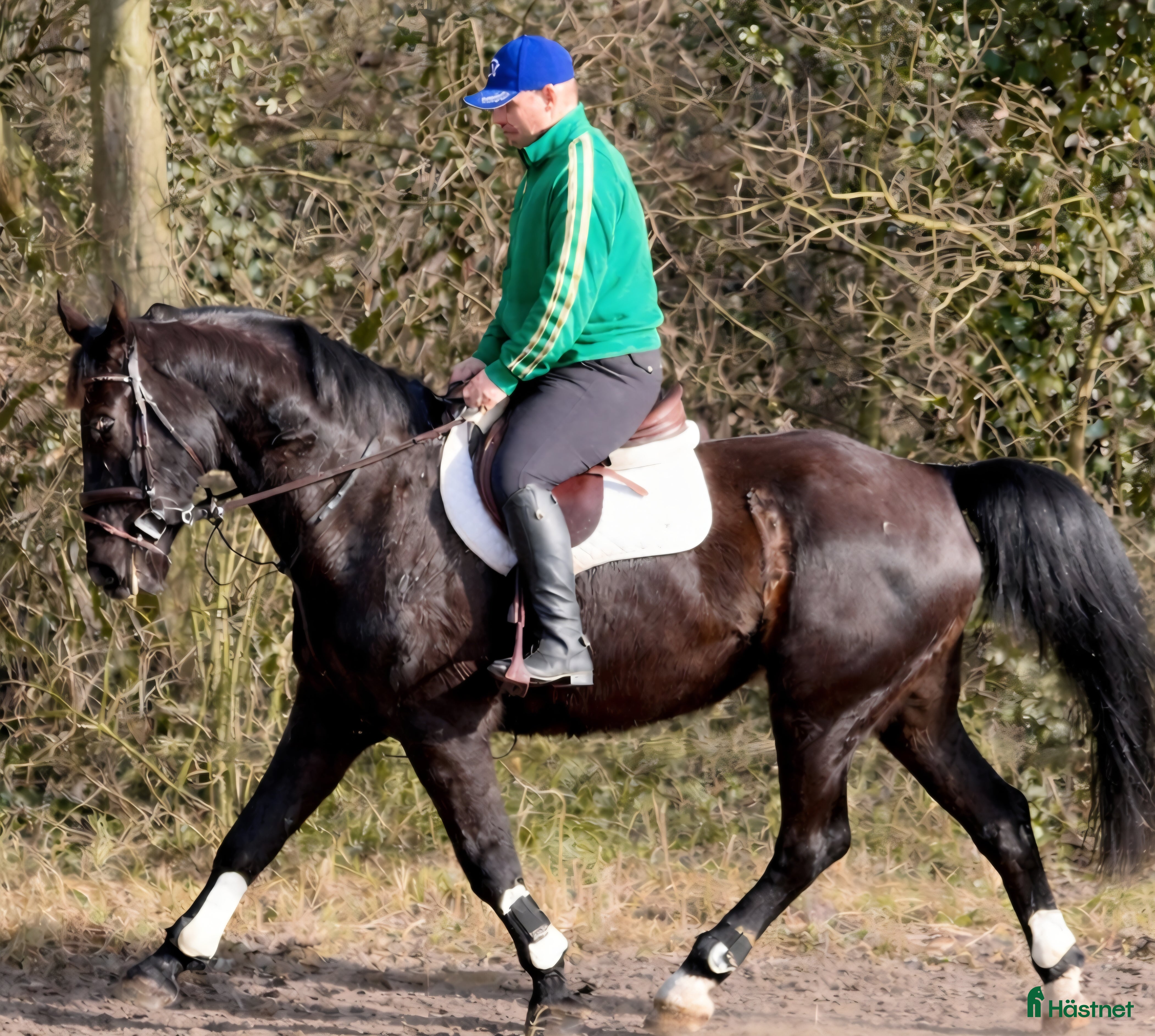  hästar Charming sweet Silesian-partner for everybody - Annons 5