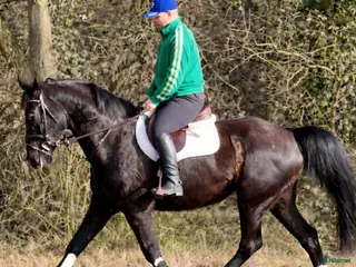 hästar Charming sweet Silesian-partner for everybody - Annons 5