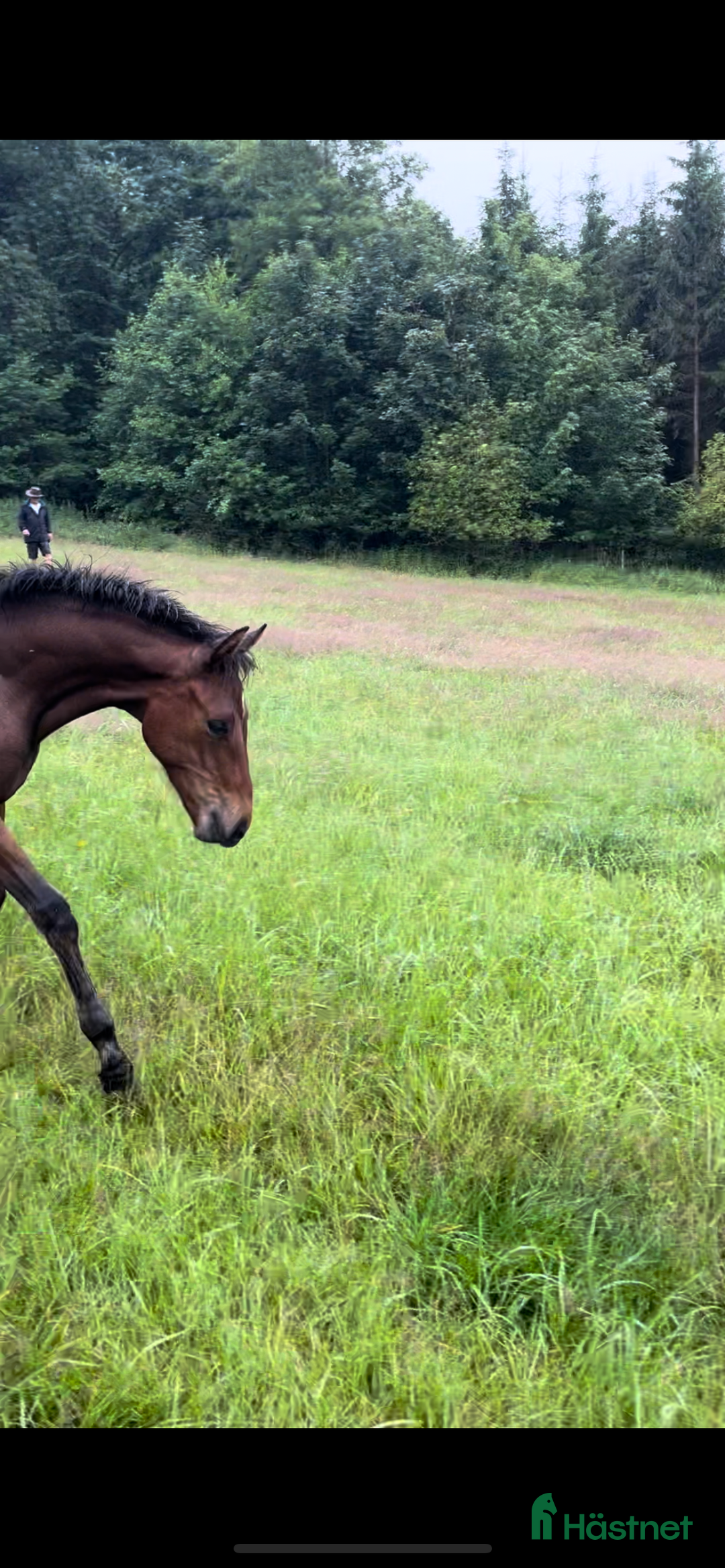 Allround hästar till salu: Vackert sto!! i Löberöd - Annons 6
