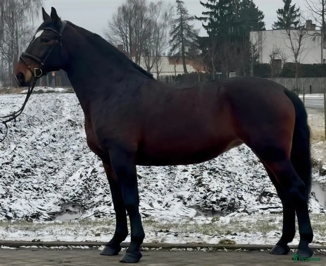 Allround hästar till salu: Gorgeous and lovely TOP Silesian  i Örsundsbro - Annons 8