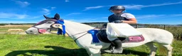 Hoppning hästar till salu: Trygg tävlingsponny med hjärta av guld i Harestad - Annons 5
