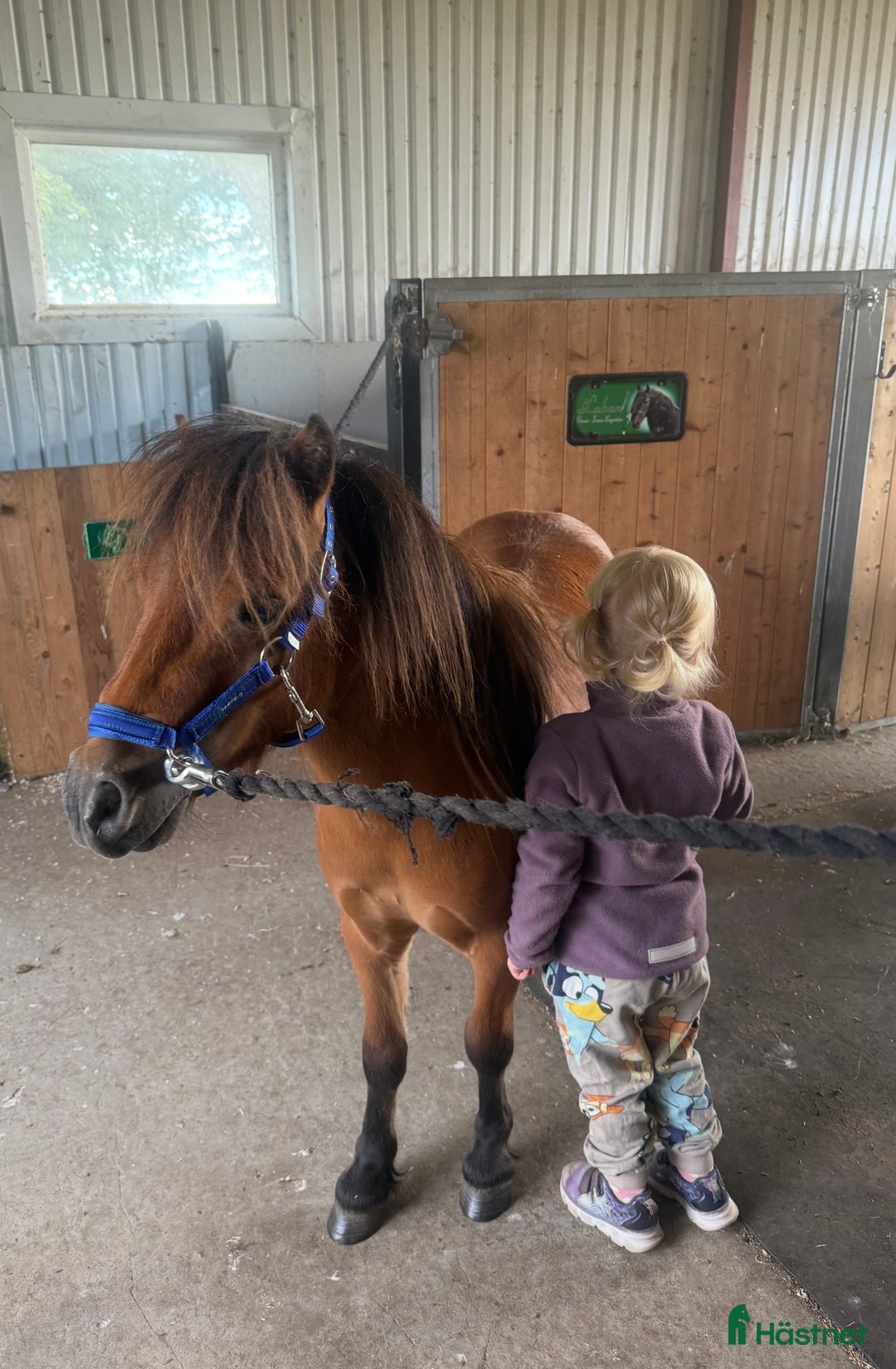 Sällskap hästar till salu: Goding söker toppenhem i Laholm - Annons 3