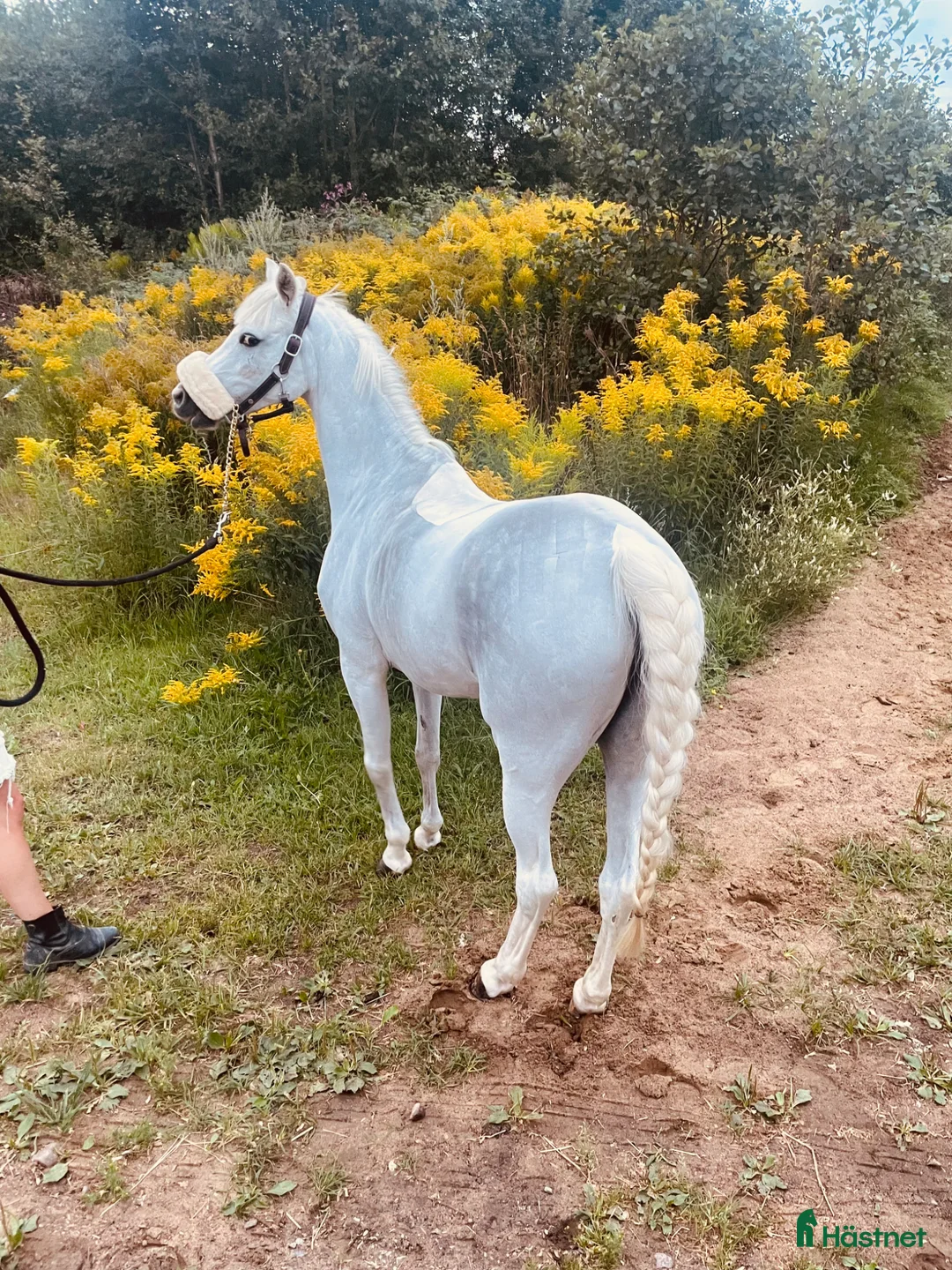 Allround hästar till salu: Allround ponny med kvalitet ovh välriden. i Älvängen - Annons 2