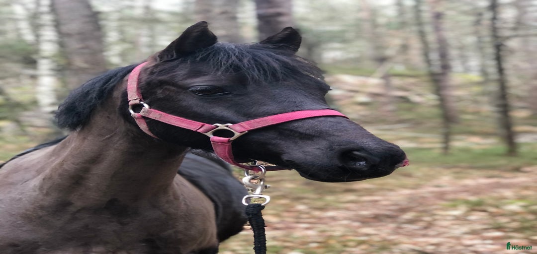 Galleribild {{count}}