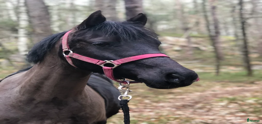 Galleribild {{count}}