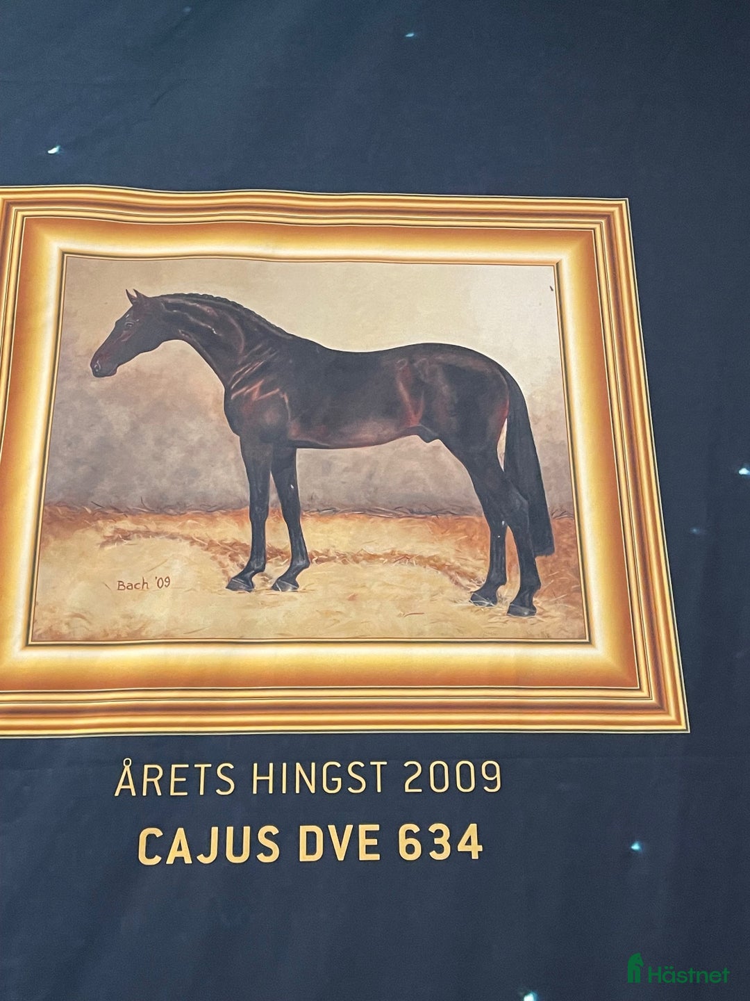 Hoppning hästar till salu: Cool valack med kraftfullt språng i Strängnäs - Annons 4