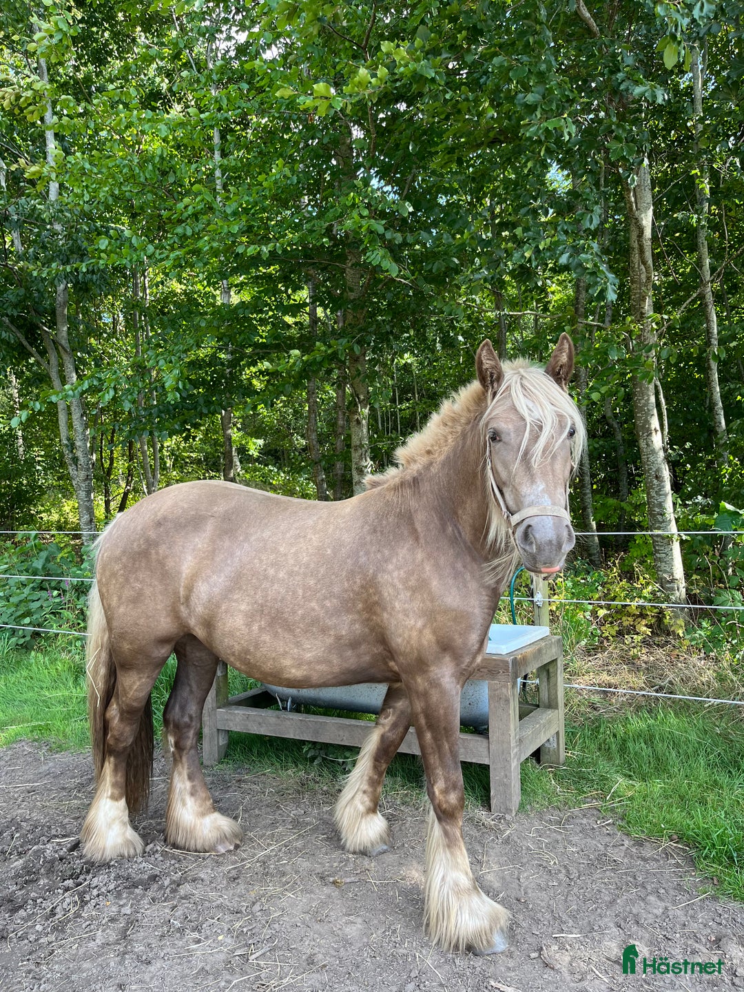 Allround hästar till salu: Tinker Silver hoppe - Annons 1