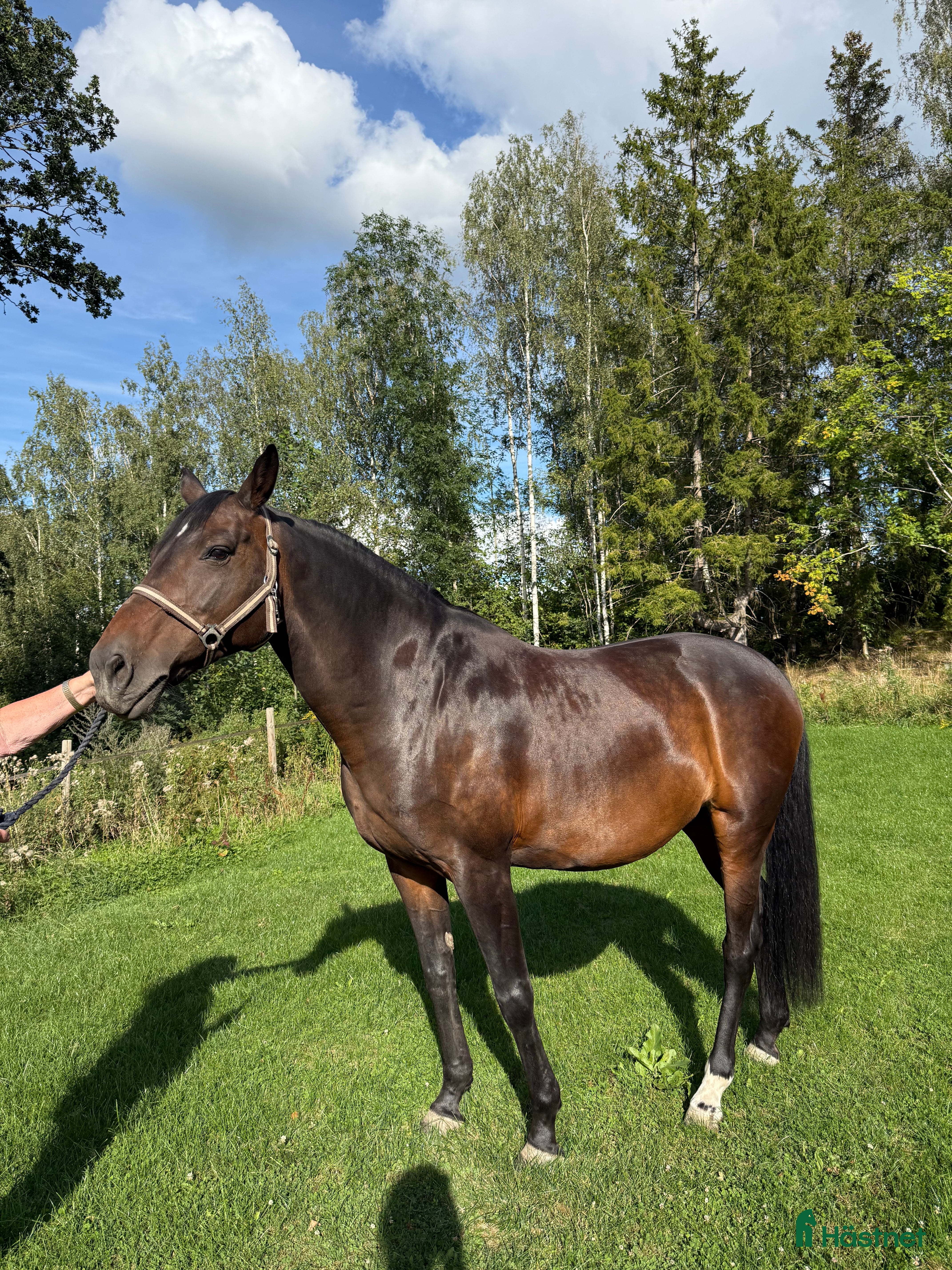  hästar Fint avelssto i Ekerö - Annons 20