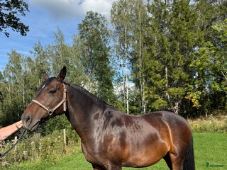 hästar Fint avelssto i Ekerö - Annons 15