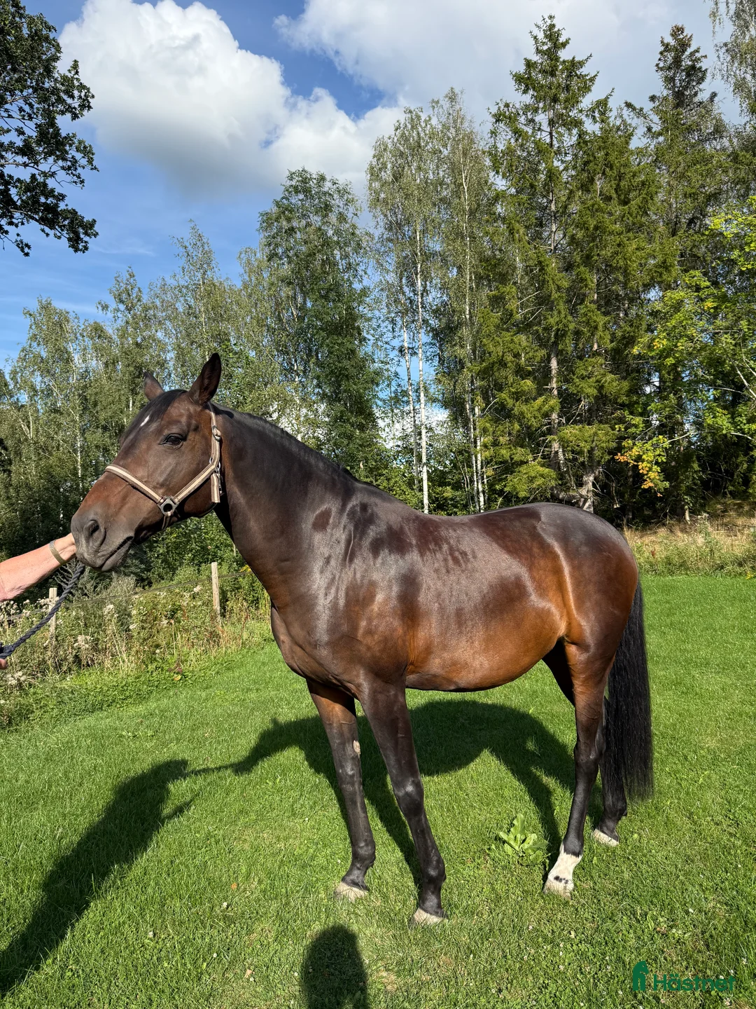 Avelshästar hästar till salu: Fint avelssto i Ekerö - Annons 1