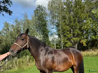 hästar Fint avelssto i Ekerö - Annons 4