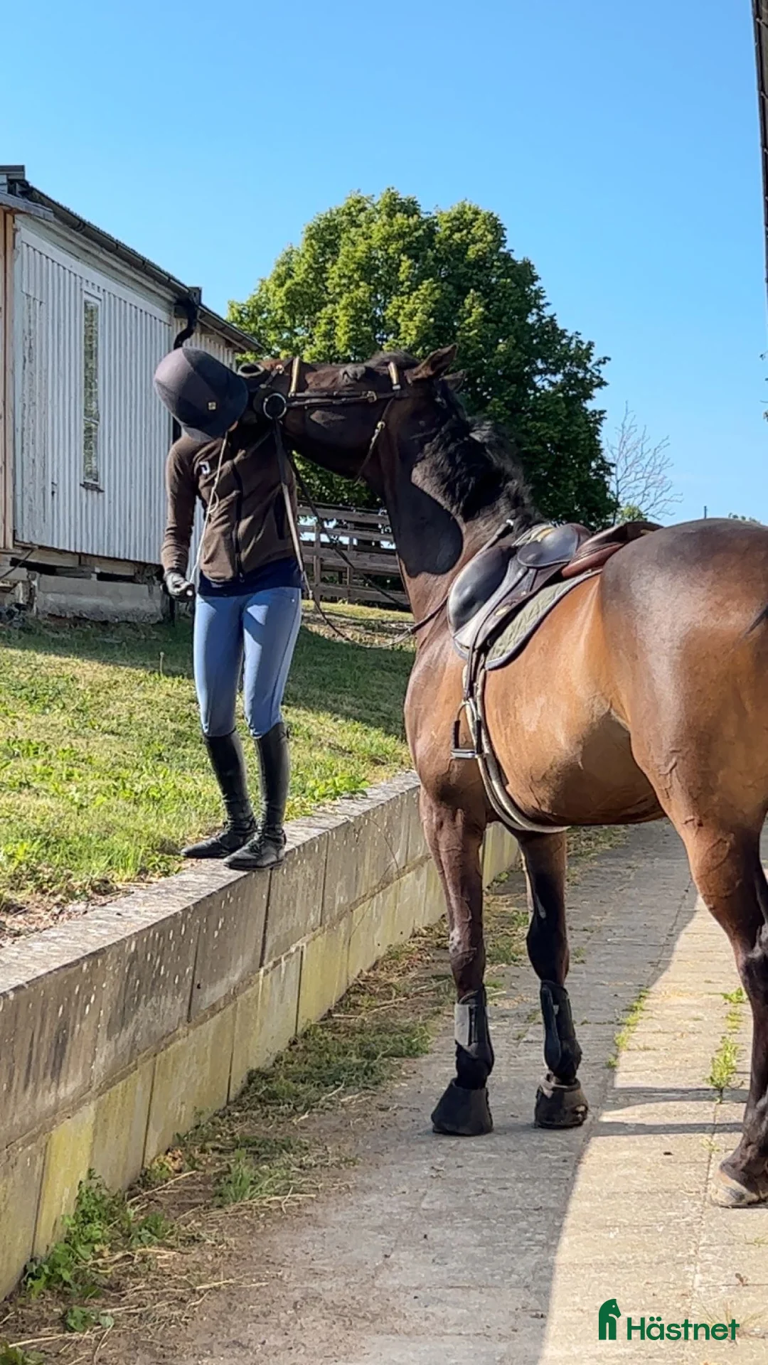 Hoppning hästar till salu: 16-årig valack till salu i Helsingborg - Annons 2