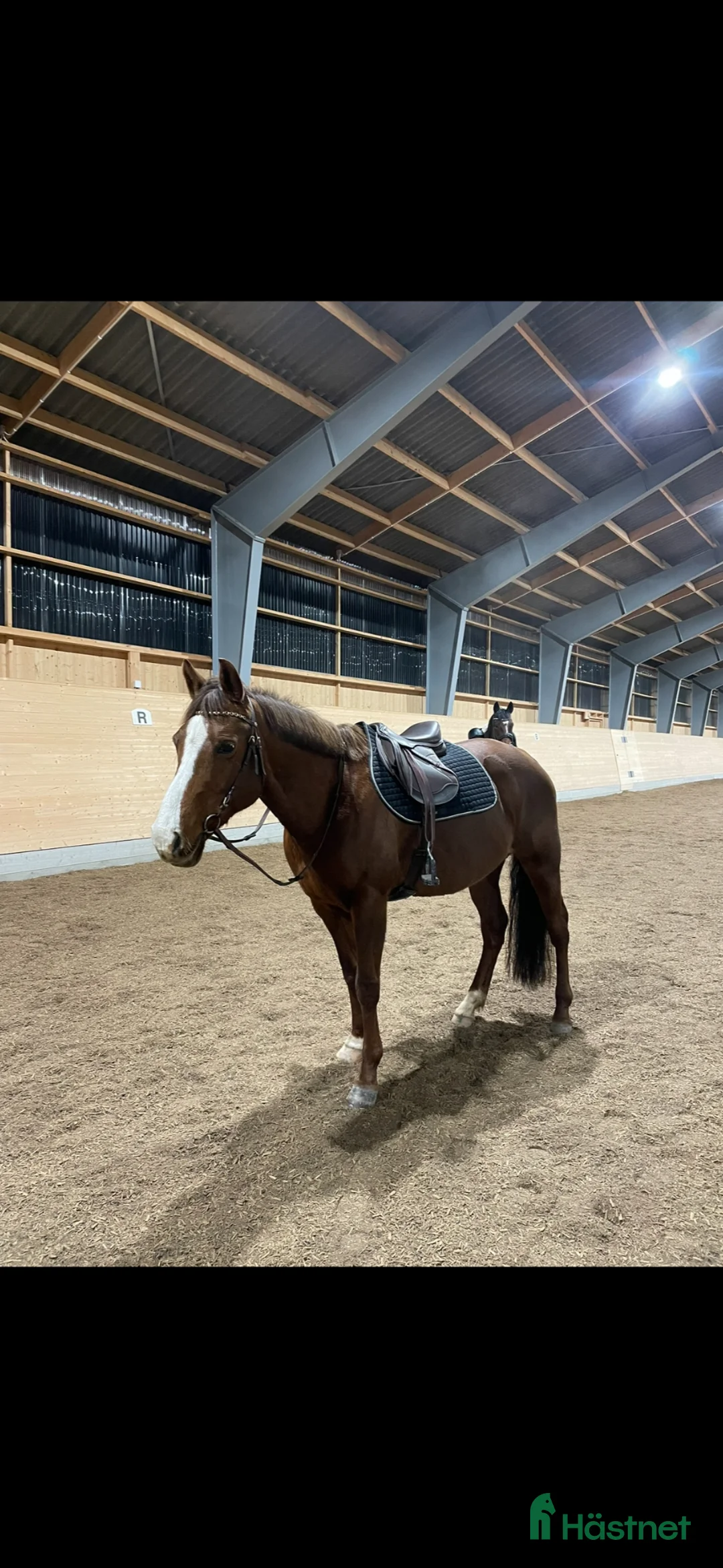 Hoppning hästar till salu: Världens snällaste tjej - Annons 1