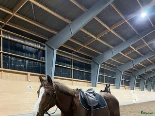 Hoppning hästar till salu: Världens snällaste tjej - Annons 2