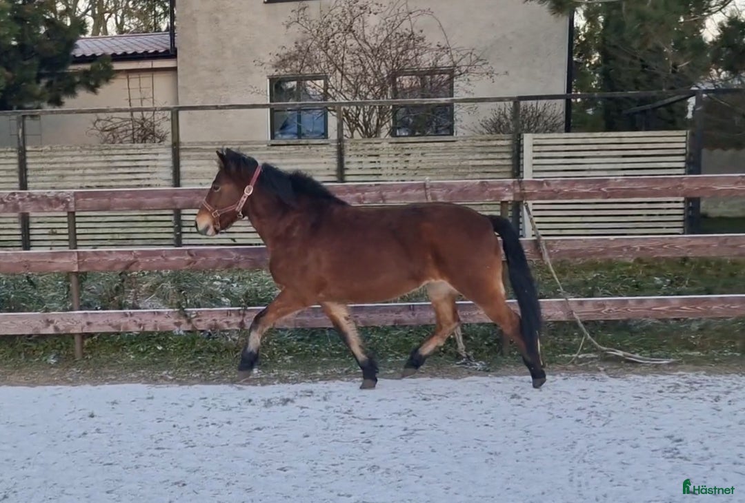 Avelshästar hästar till salu: Diplomsto till ridning/körning/avel i Stånga - Annons 4