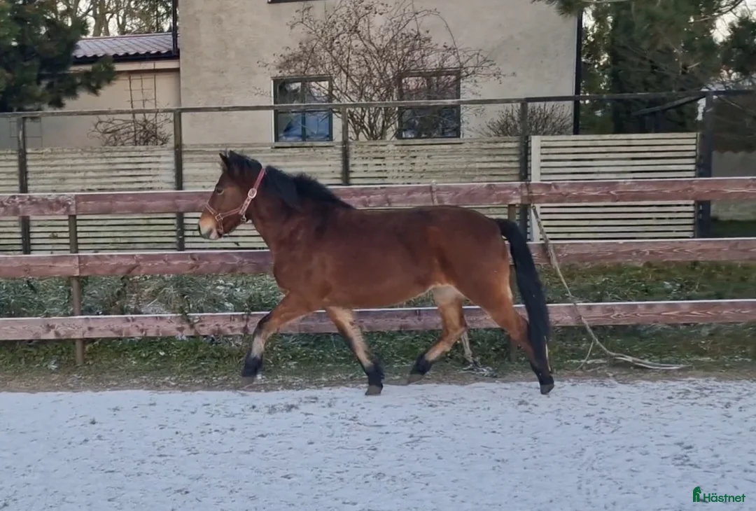 Avelshästar hästar till salu: Diplomsto till ridning/körning/avel i Stånga - Annons 4